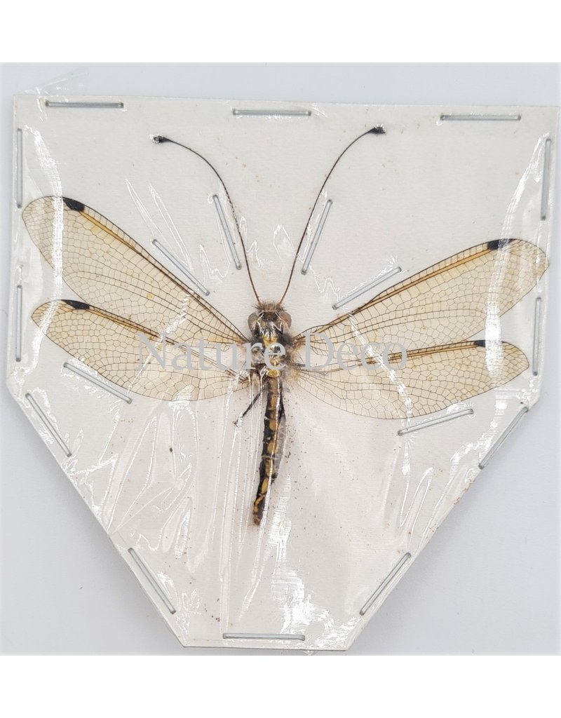 . (Un)mounted Neuroptera sp. (doodlebug)