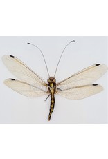 . (Un)mounted Neuroptera sp. (doodlebug)