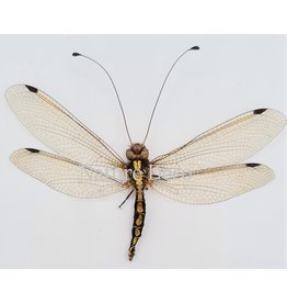 . (Un)mounted Neuroptera sp. (doodlebug)