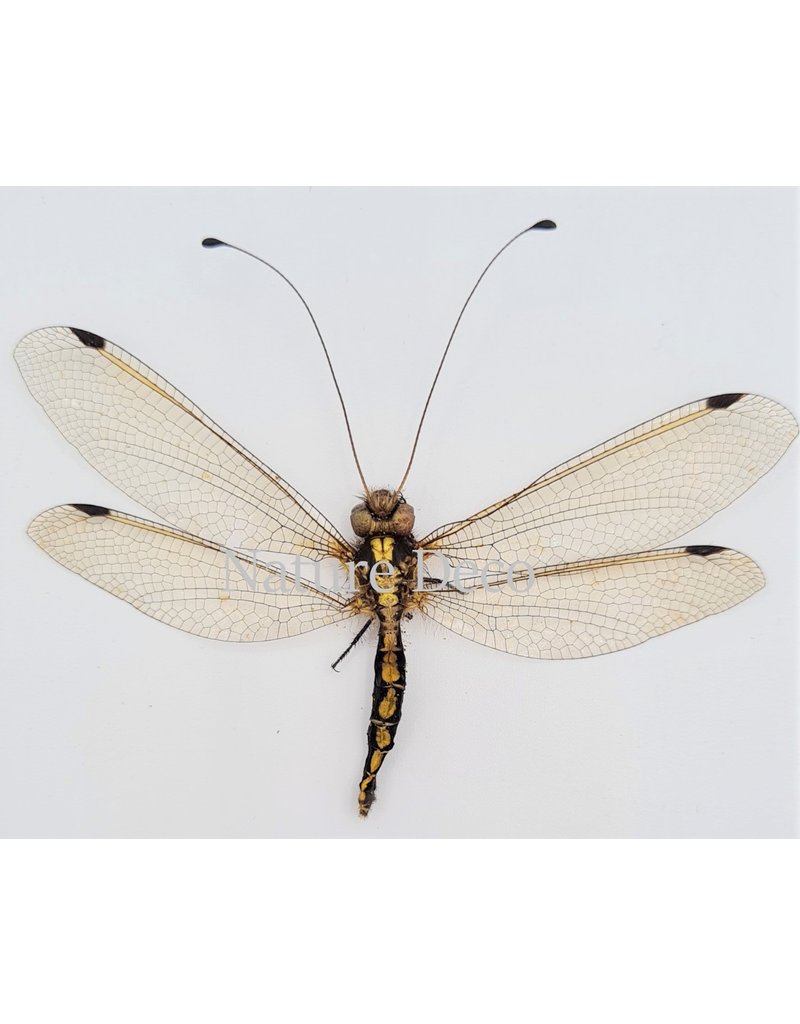 . (Un)mounted Neuroptera sp. (doodlebug)