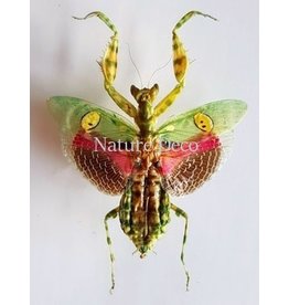 . (On)geprepareerde Creobroter gemmatus vrouw