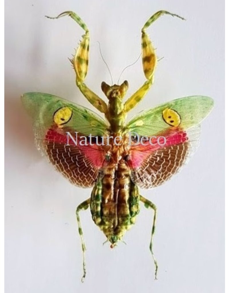 . (Un)mounted Creobroter gemmatus female