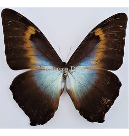 . Unmounted Morpho Cisseis Gahua