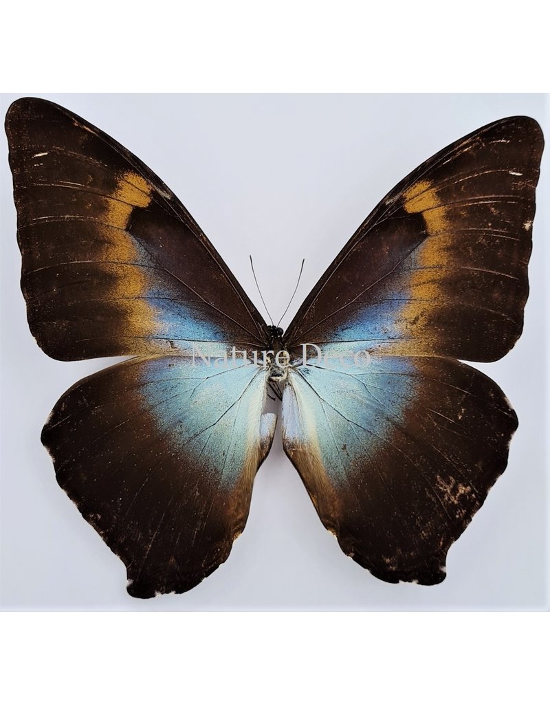 . Unmounted Morpho Cisseis Gahua