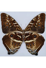 . Unmounted Morpho Cisseis Gahua