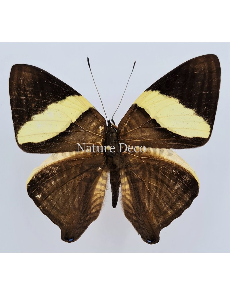 . Unmounted Colobura Dirce