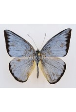 . Unmounted  Appias Celestina (female)