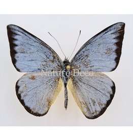 . Unmounted  Appias Celestina (female)