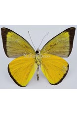 . Unmounted  Appias Celestina (female)