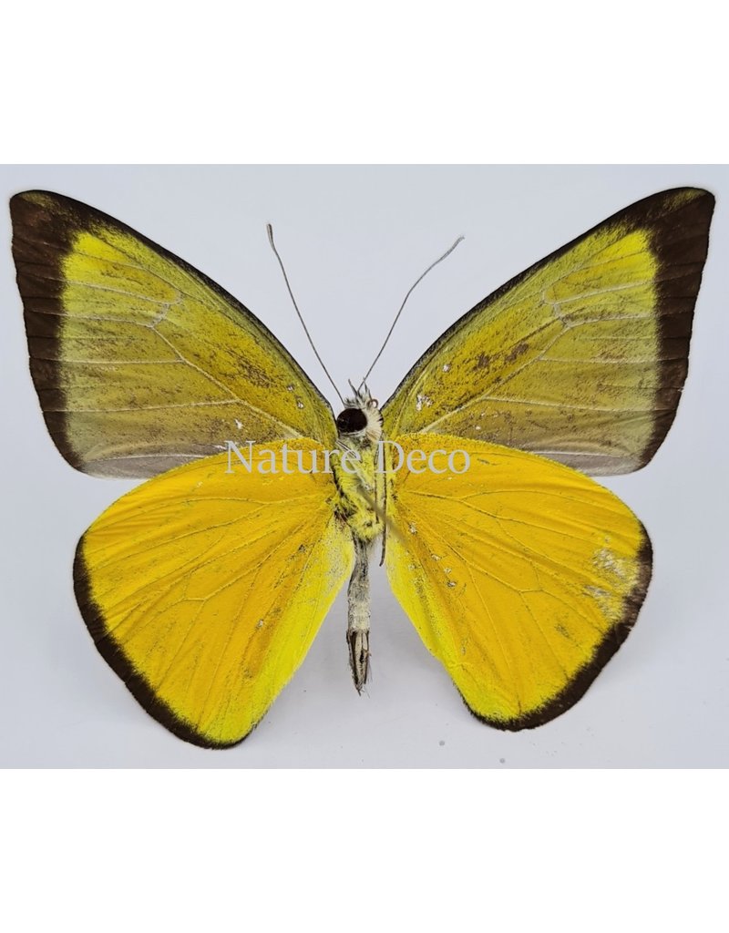 . Unmounted  Appias Celestina (female)