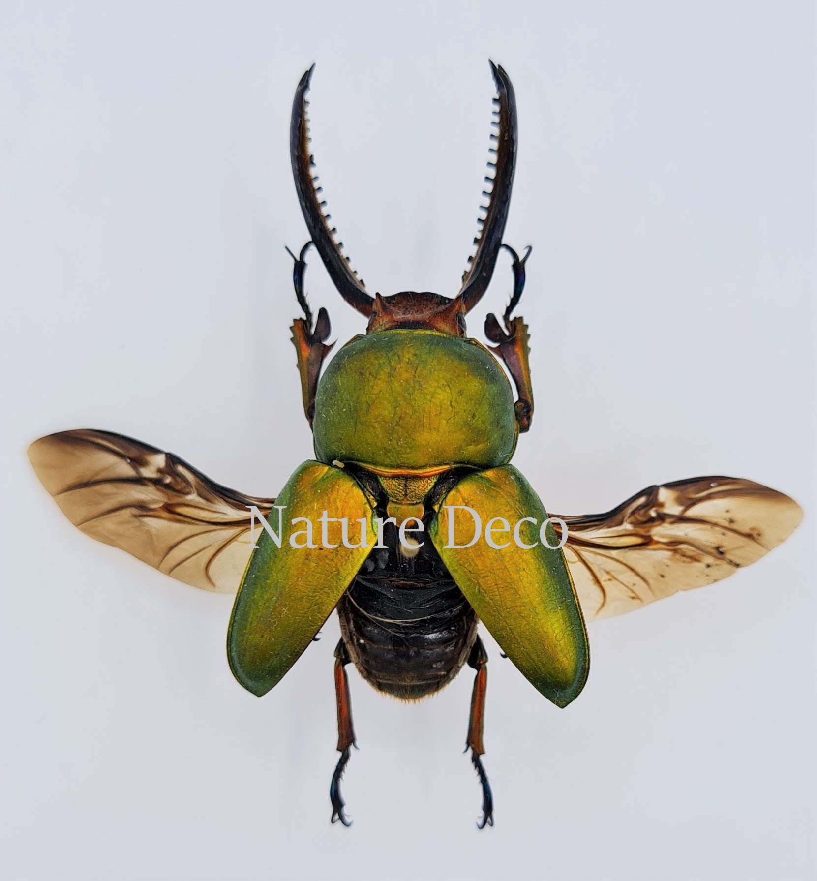 ongeprepareerde-lamprima-adolphinae-nature-deco