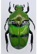 . Ongeprepareerde Ischiopsopha Bifasciata