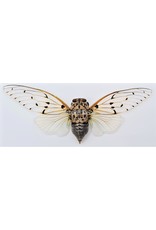 . (On)geprepareerde Ayuthia spectabilis (Ghost cicade)