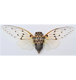 . (Un)mounted Ayuthia spectabilis (Ghost cicada)