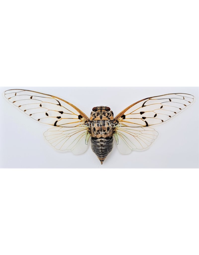 . (On)geprepareerde Ayuthia spectabilis (Ghost cicade)