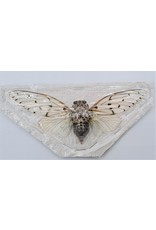 . (On)geprepareerde Ayuthia spectabilis (Ghost cicade)