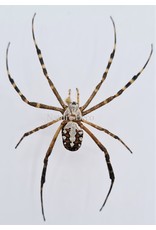 . Unmounted  Argiope Catenulata (spider)