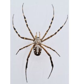 . Unmounted  Argiope Catenulata (spider)