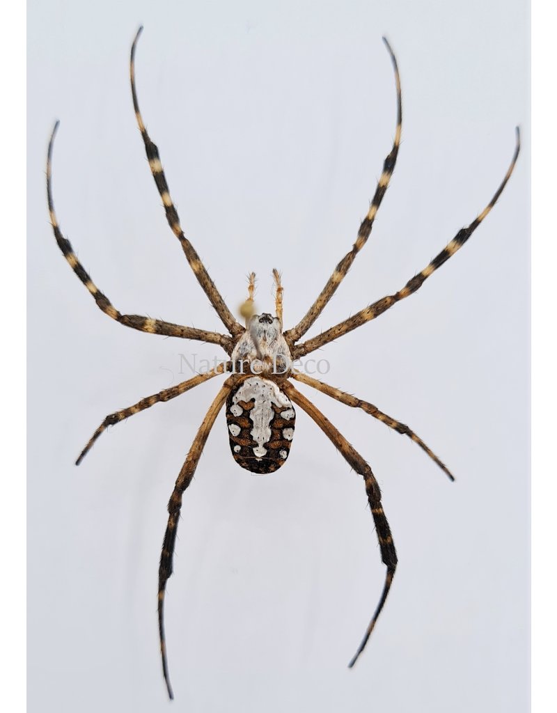 . Ongeprepareerde Argiope Catenulata (spin)