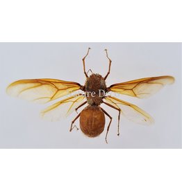 . Unmounted Atta laevigata (ant Queen)