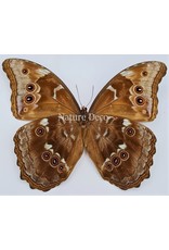 . Ongeprepareerde Morpho Menelaus