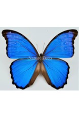 . Ongeprepareerde Morpho Menelaus