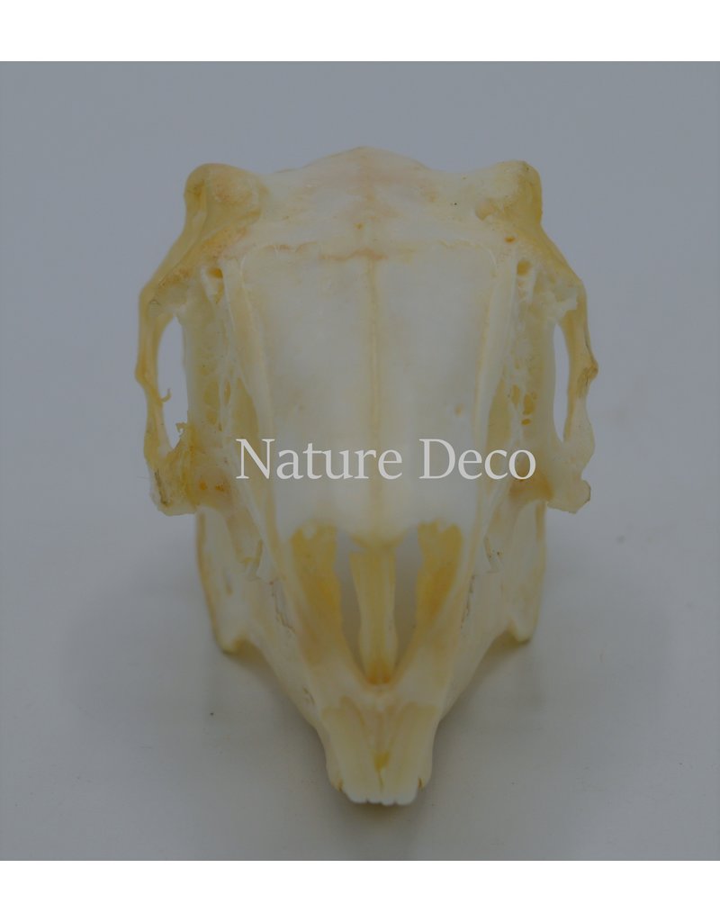 . Hare Skull b grade