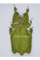 Nature Deco Wandelend blad in luxe 3D lijst 17 x 17cm