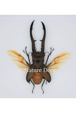 Nature Deco Cyclommatus Metallifer finae  in luxe 3D lijst 17 x 17cm