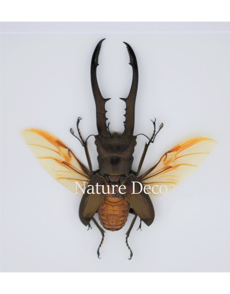 Nature Deco Cyclommatus Metallifer finae  in luxe 3D lijst 17 x 17cm