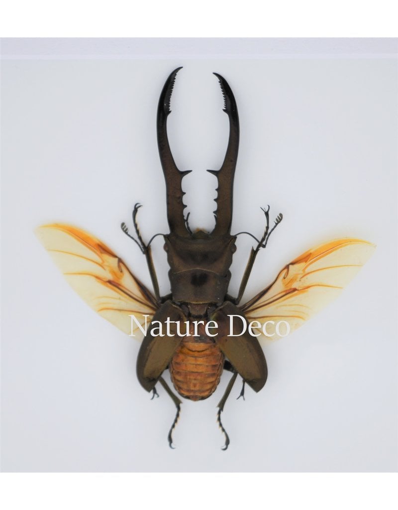 Nature Deco Cyclommatus Metallifer finae  in luxury 3D frame 17 x 17cm