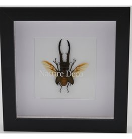 Nature Deco Cyclommatus Metallifer finae flying in luxury 3D frame