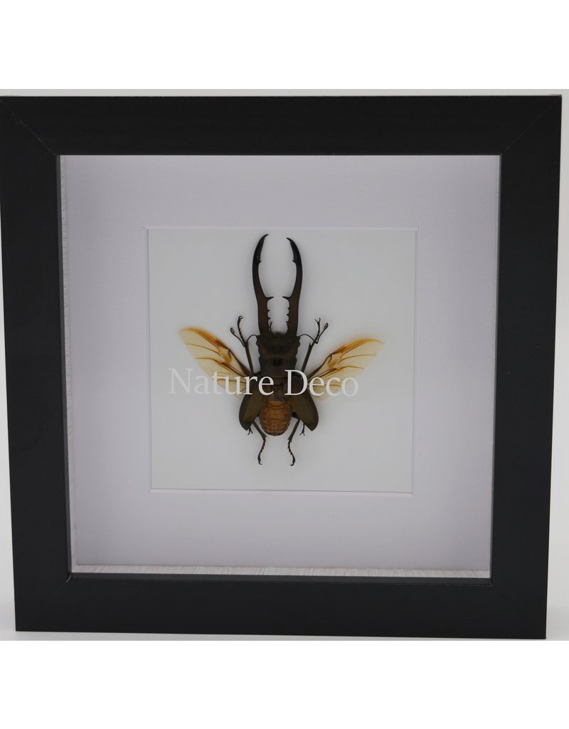 Nature Deco Cyclommatus Metallifer finae  in luxury 3D frame 17 x 17cm