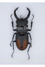 Nature Deco Hexarthrius Parryi Paradoxus (beetle) in luxury 3D frame 17 x 17cm