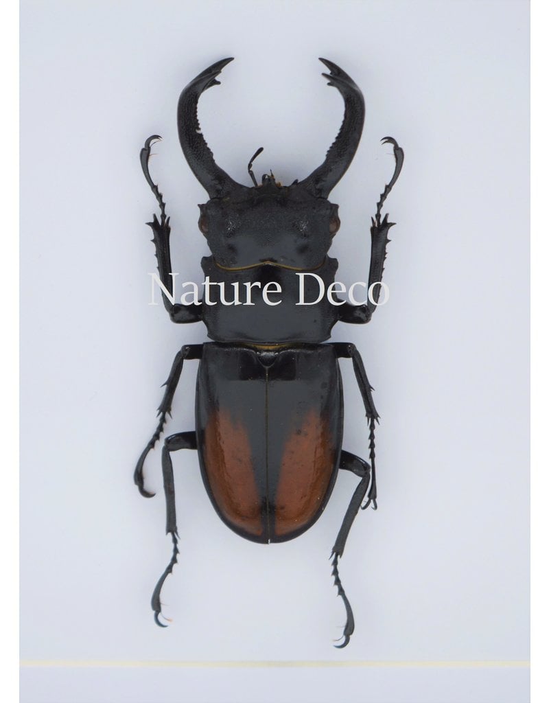 Nature Deco Hexarthrius Parryi Paradoxus (beetle) in luxury 3D frame 17 x 17cm