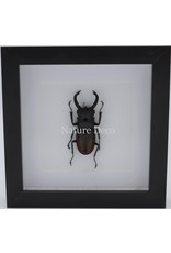 Nature Deco Hexarthrius Parryi Paradoxus (beetle) in luxury 3D frame 17 x 17cm