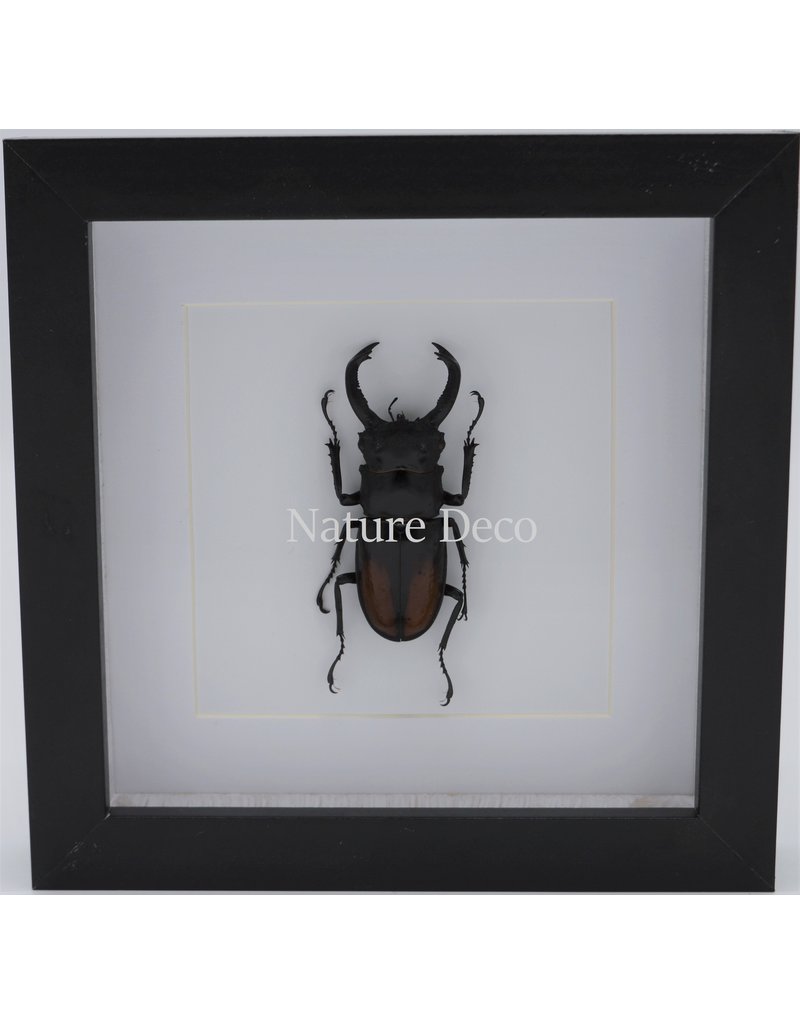 Nature Deco Hexarthrius Parryi Paradoxus (beetle) in luxury 3D frame 17 x 17cm