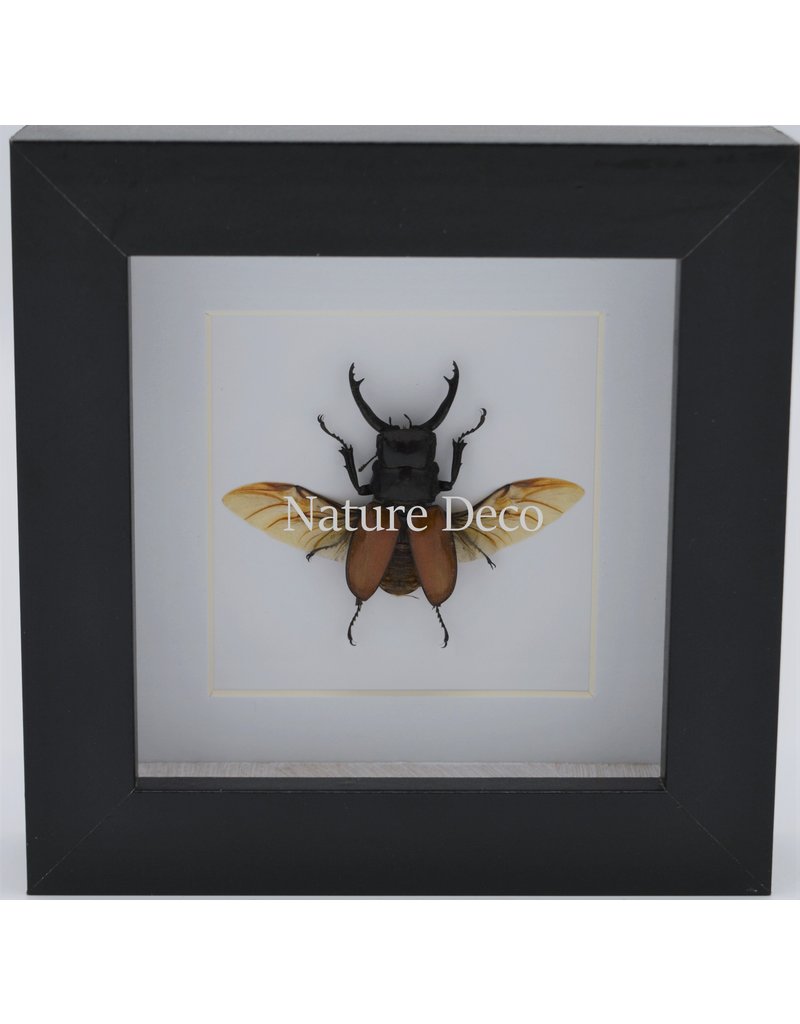 Nature Deco Odontolabis Sarasinorum in luxe 3D lijst 12 x 12cm