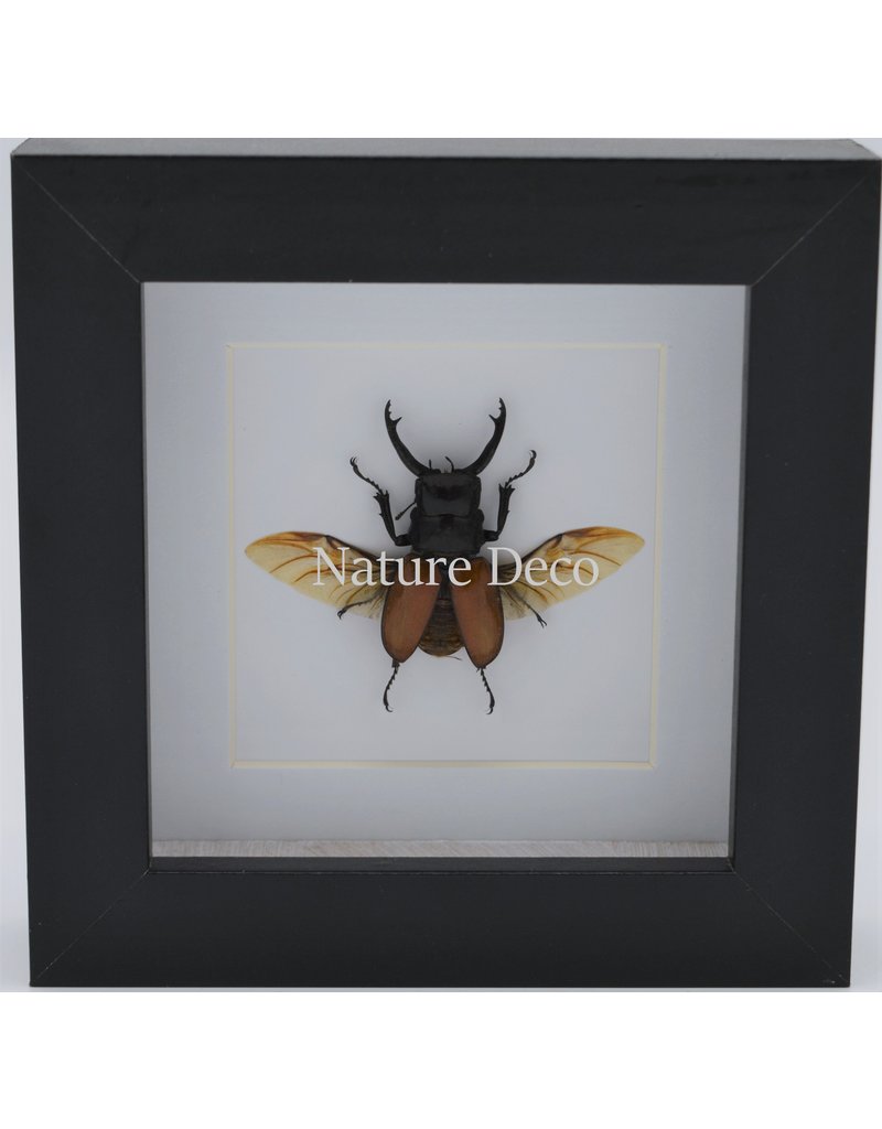 Nature Deco Odontolabis Sarasinorum in luxury 3D frame 12 x 12cm