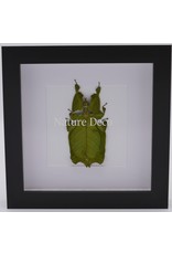 Nature Deco Walking leaf in luxury 3D frame 17 x 17cm