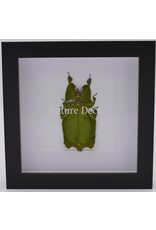 Nature Deco Wandelend blad in luxe 3D lijst 17 x 17cm