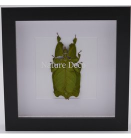 Nature Deco Wandelend blad in luxe 3D lijst