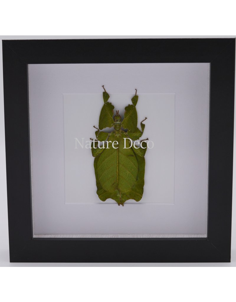 Nature Deco Wandelend blad in luxe 3D lijst 17 x 17cm