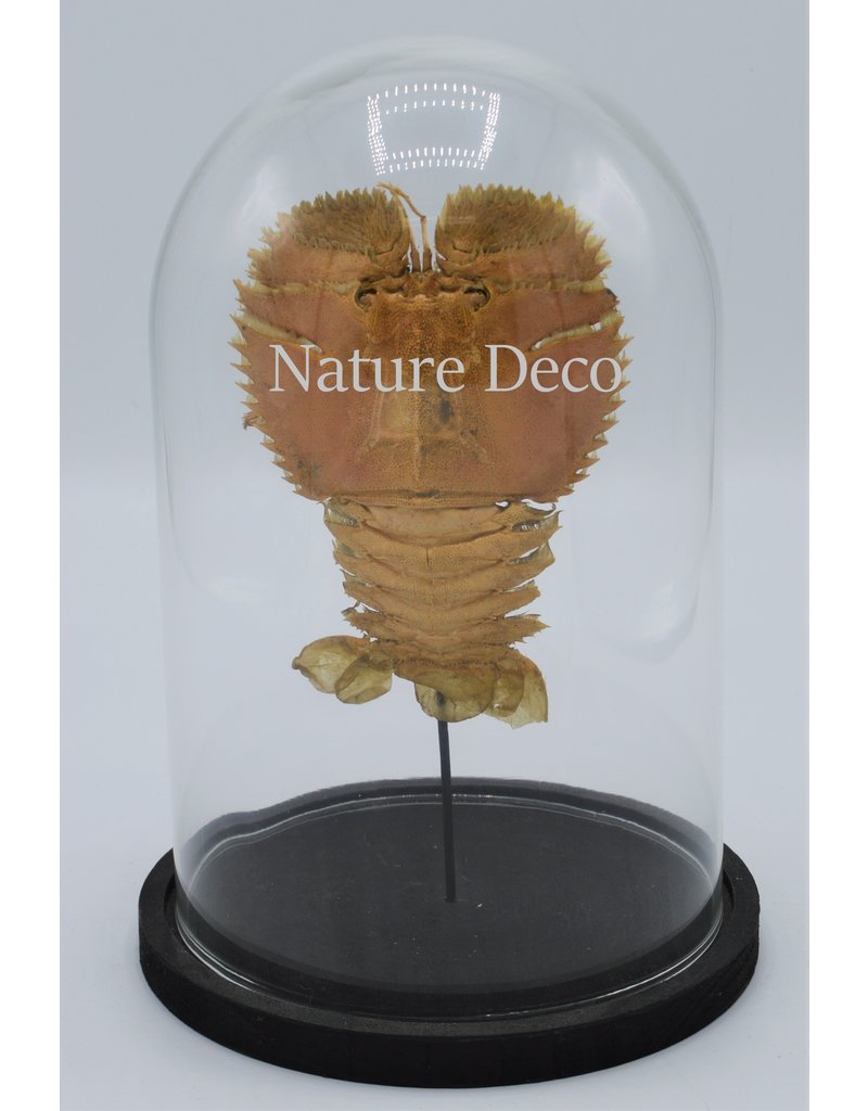 . Lobster Ibacus Ciliatus  in glass dome 24 cm