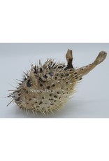 Nature Deco Pufferfish xxl