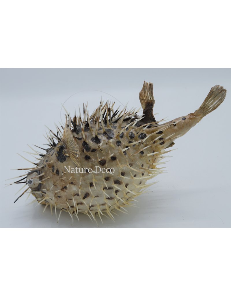 Nature Deco Pufferfish xxl