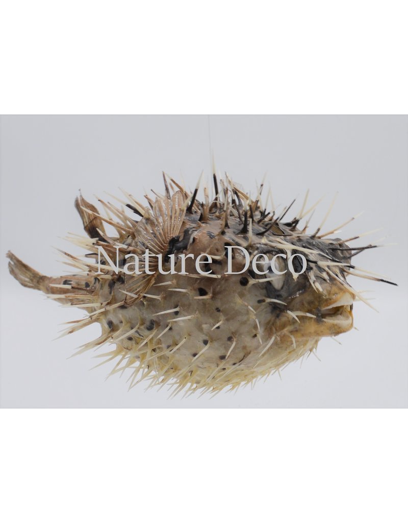 Nature Deco Pufferfish xxl