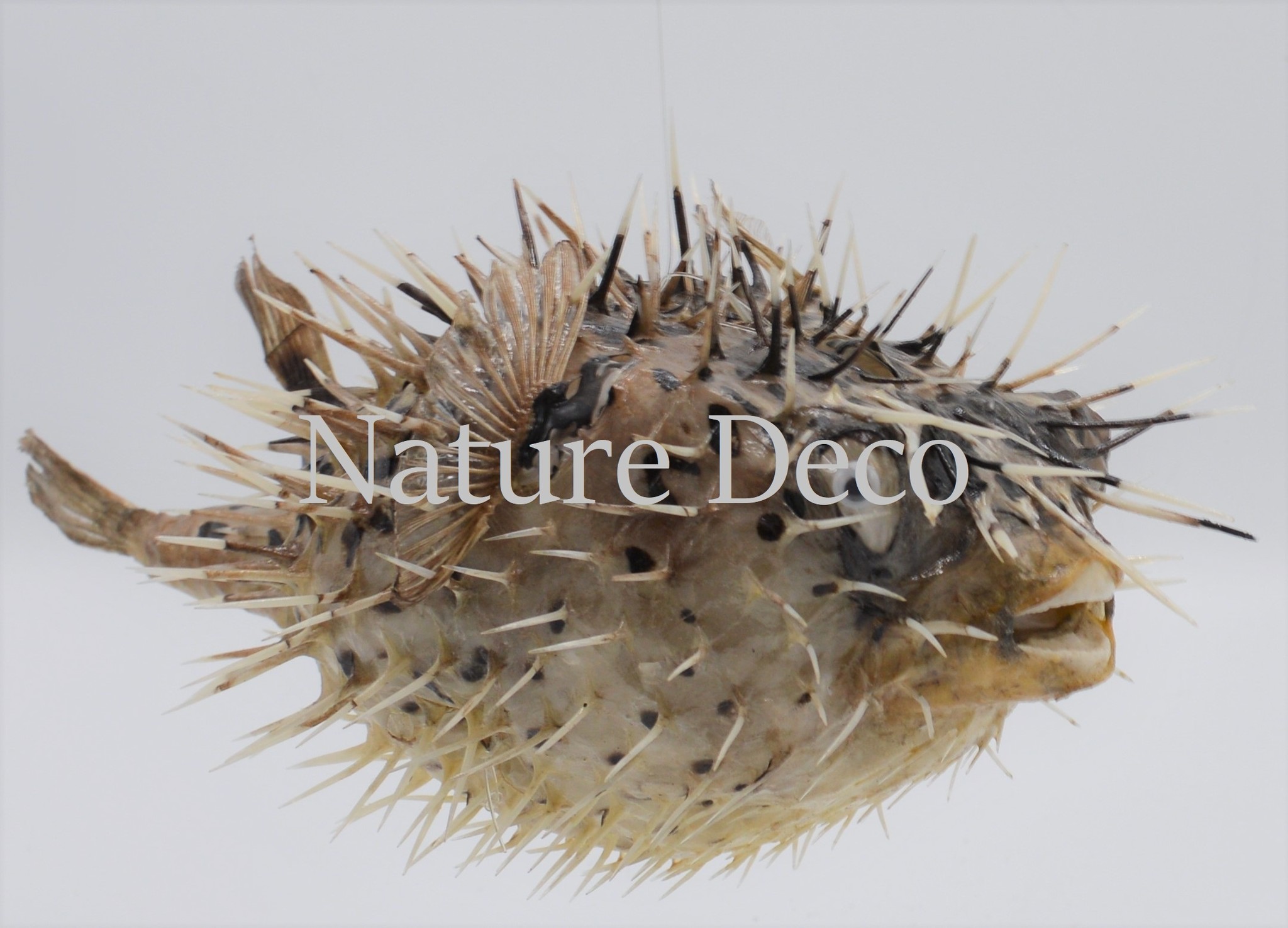 Egellvis 25x 14 Pufferfish xxl Nature Deco