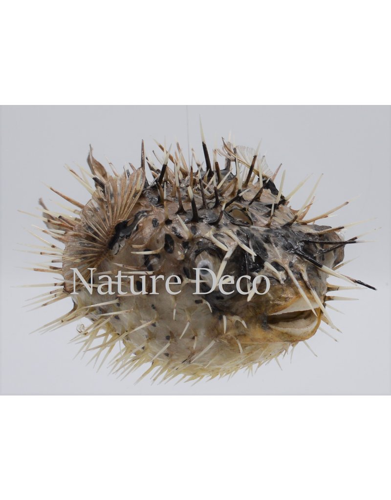 Nature Deco Egelvis xxl