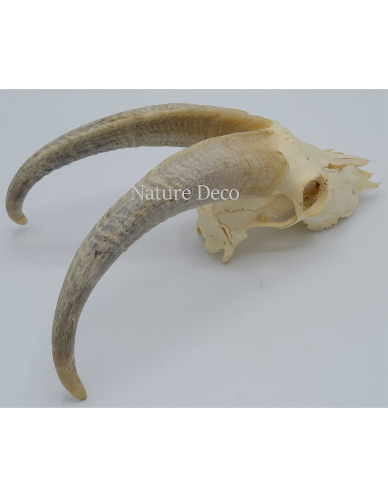 . Kempense Goat skull nr2